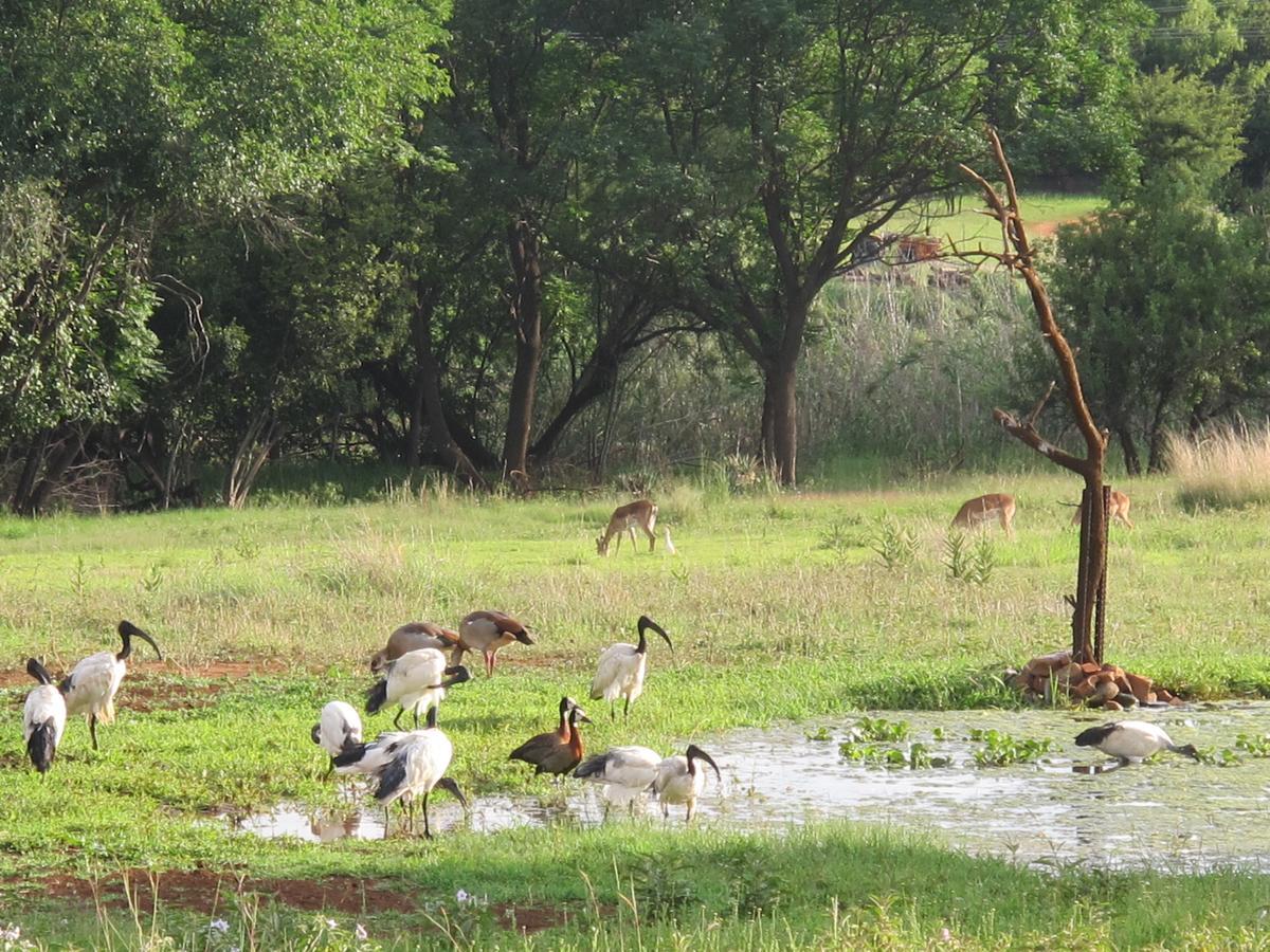 Harties Is Africa Safari Lodge Kosmos Bagian luar foto